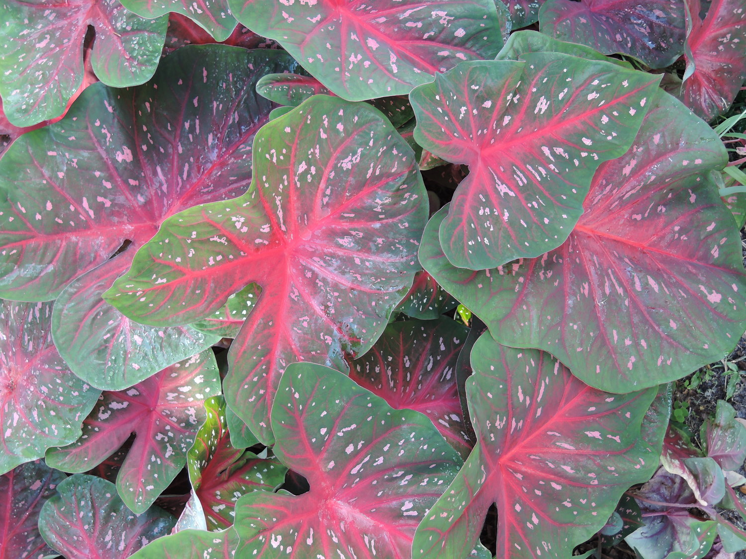 Most caladiums come in variations of green, pink, red and white.